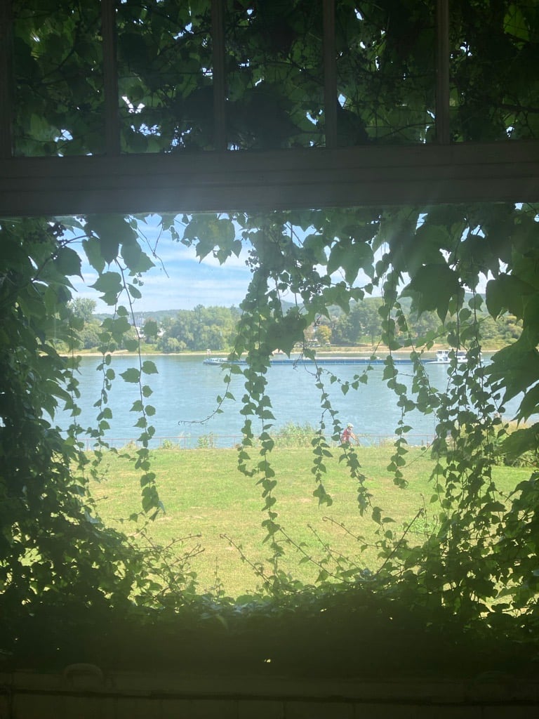 Durch den wuchernden Wein ist der Rhein noch etwas zu sehen - man kann erahnen welchen Ausblick die Gäste früher hatten.  Durch den wuchernden Wein ist der Rhein noch etwas zu sehen - man kann erahnen welchen Ausblick die Gäste früher hatten.